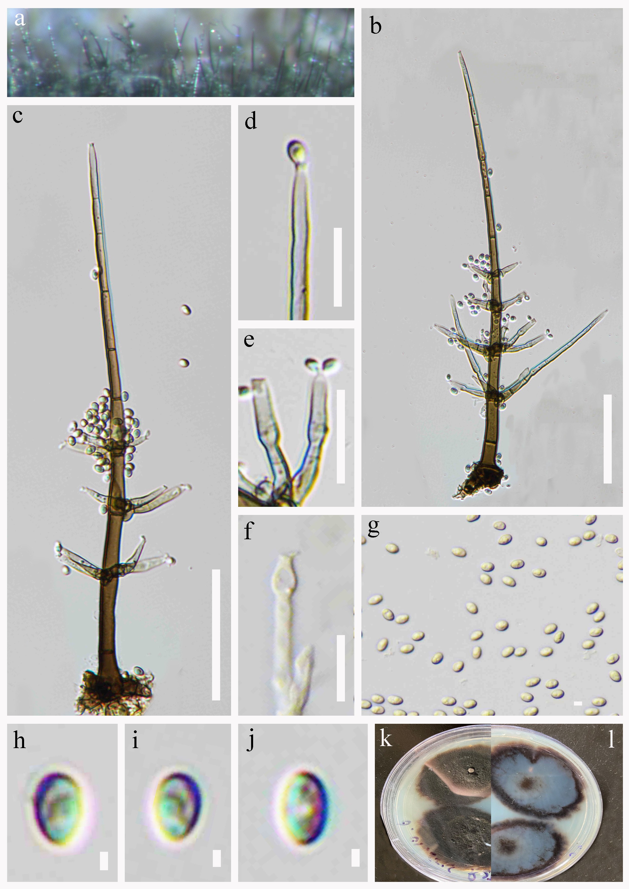 Figure 32
